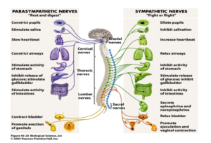 The Autonomic Nervous System - Let's talk stress on you and on kids